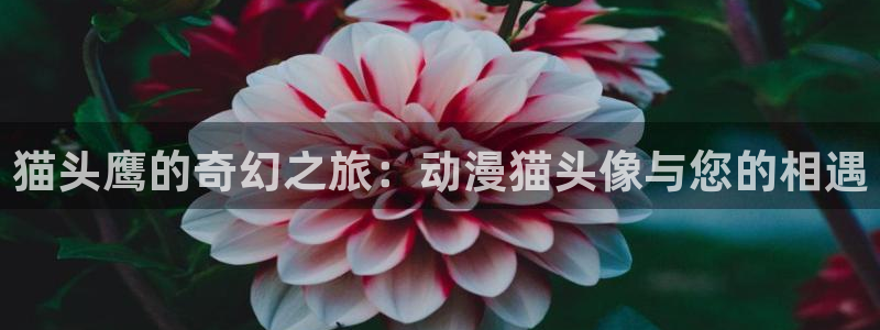 2025年里番动漫：猫头鹰的奇幻之旅：动漫猫头像与您的相遇